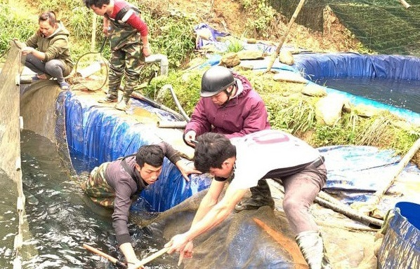 250 tấn cá hồi ở Lào Cai chưa thể bán