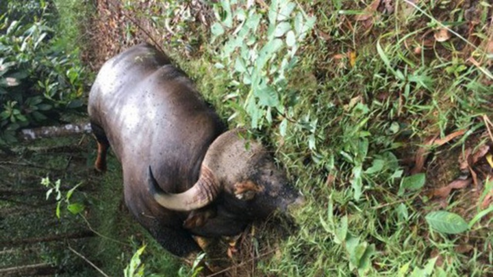 Công an điều tra vụ bò tót chết tại khu bảo tồn ở Đồng Nai