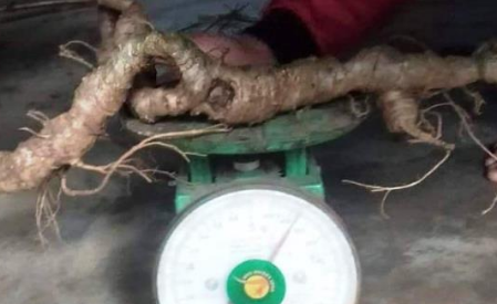 Doanh nhân Sài Gòn chi gần nửa tỷ đồng mua củ sâm Ngọc Linh 80 năm tuổi