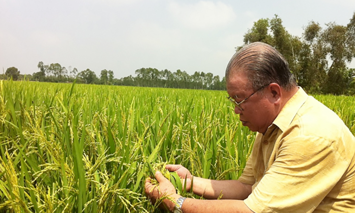 Việt Nam đang dôi dư 3 triệu tấn gạo, có nên xuất khẩu?