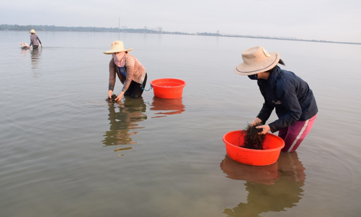 Ảnh: Hái ra tiền nhờ nghề vớt rong câu trên sông Trường Giang