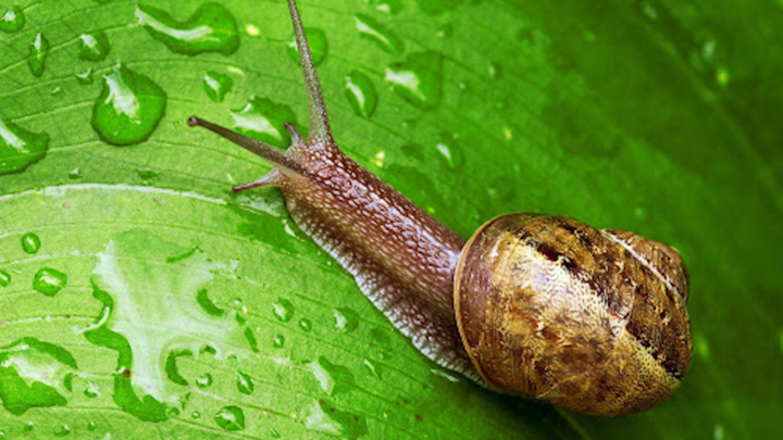 Chất nhầy ốc sên - phương pháp làm đẹp da mặt thời cổ đại