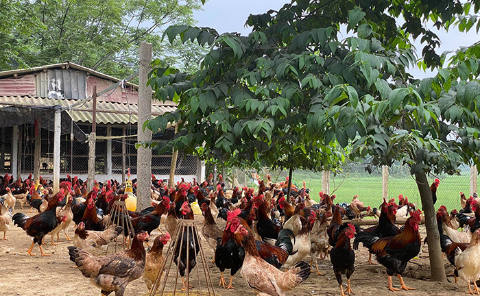 Giá trứng lao dốc, người chăn nuôi tính chuyện phá đàn