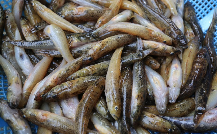 Bắt cá bống ở hồ Phú Ninh