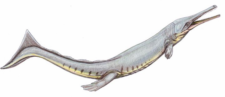 Cá sấu cổ đại bắt chước cá voi để thích nghi với cuộc sống ở biển