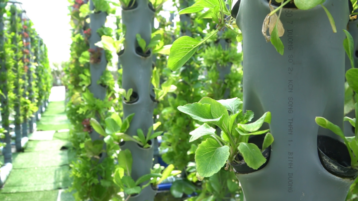 Vườn rau xanh thẳng đứng xanh mướt trên sân thượng ở TP.HCM