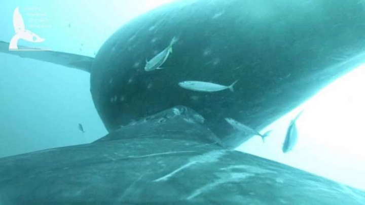 Thước phim hiếm có ghi lại cảnh cá voi lưng gù cho con bú