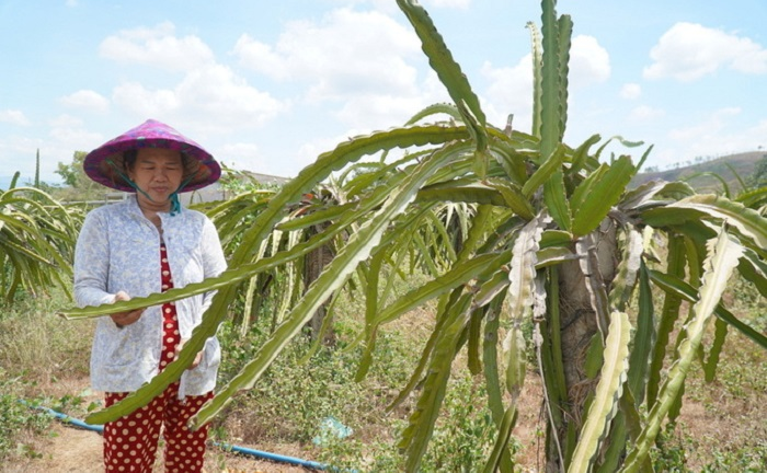 Thanh long ở Bình Thuận chết héo vì khô hạn