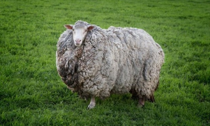 Chú cừu mang bộ lông khổng lồ sau 7 năm 'giãn cách xã hội'