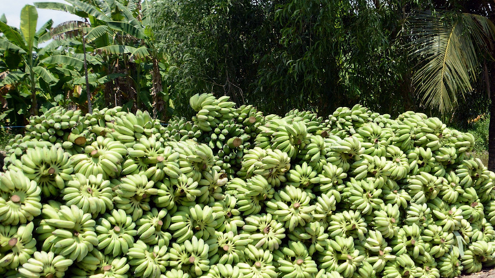 Chuối rớt giá, nông dân điêu đứng