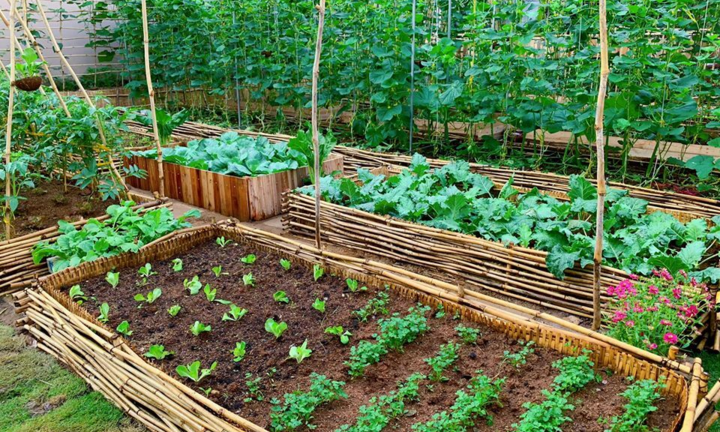 Biến mảnh đất đầy rác thải thành vườn rau xanh mướt ở Sài Gòn