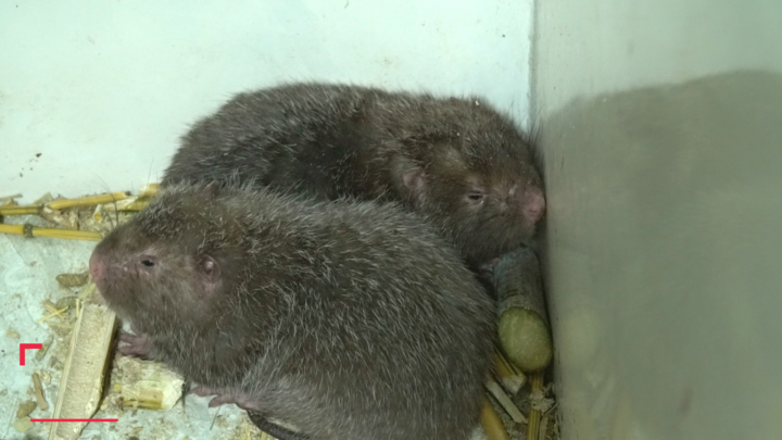 Chàng trai 9X lắp máy lạnh nuôi dúi thu nhập gần 50 triệu mỗi tháng