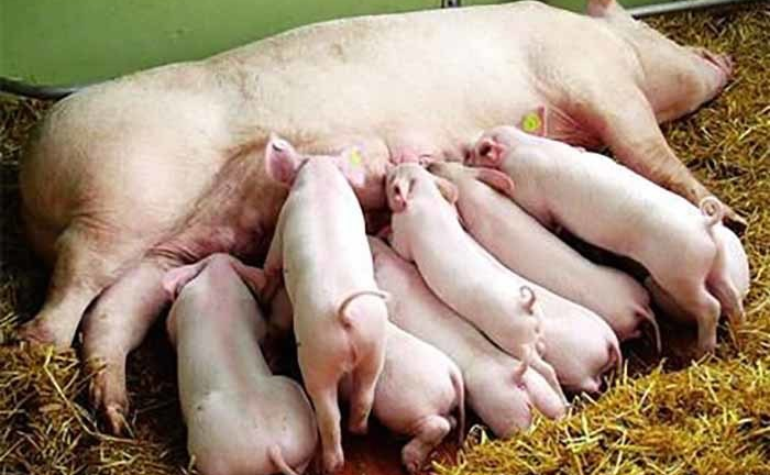 Hụt nguồn cung, xin nhập 6 vạn lợn nái tạo đàn