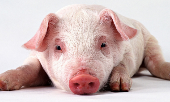 Tử vi hằng ngày cho 12 con giáp: Ngày 2/5 tuổi Hợi bị từ chối lời tỏ tình