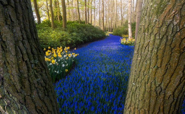 Ảnh: Không bóng người do COVID-19, thiên đường hoa tulip khoe vẻ đẹp thoát tục