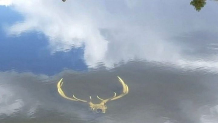 Hoảng hồn phát hiện hộp sọ nai trong ao nước cạn