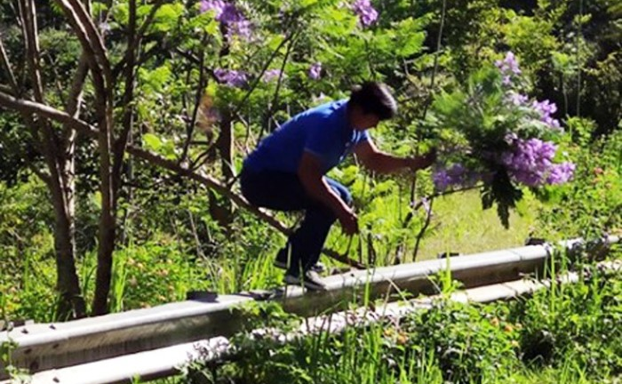 Triệu tập người đàn ông bẻ cành phượng tím ở Đà Lạt gây bức xúc