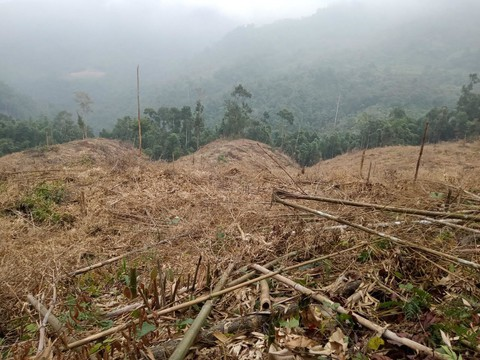 Lào Cai khởi tố 10 kẻ phá rừng