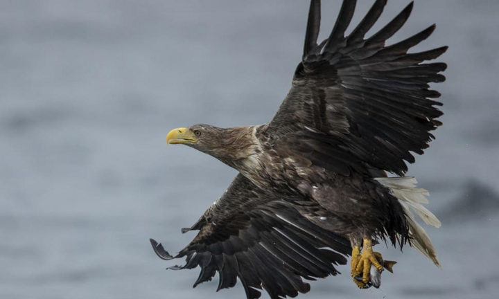 Đại bàng đuôi trắng xuất hiện trên bầu trời Anh sau 240 năm