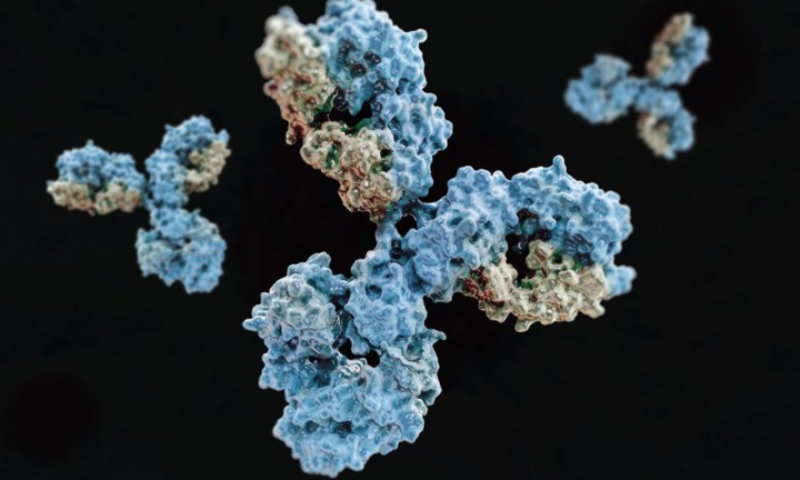 Phát hiện kháng thể có khả năng vô hiệu hóa virus SARS-CoV-2