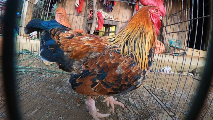 Kỳ lạ con ‘gà 9 cựa’ biến đổi giới tính ở Sơn La 