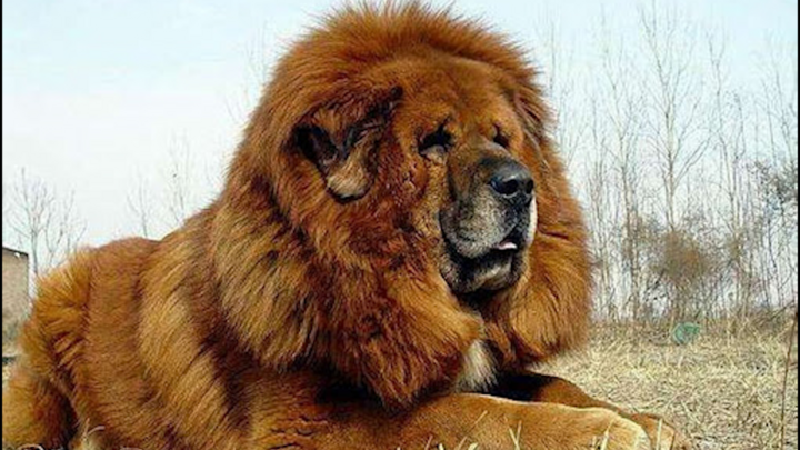 Giống chó khổng lồ lớn nhất thế giới của người Tây Tạng