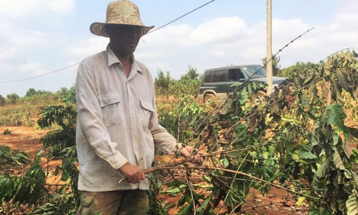 Hàng ngàn cây cà phê sắp thu hoạch ở Gia Lai bị chặt hạ trong đêm