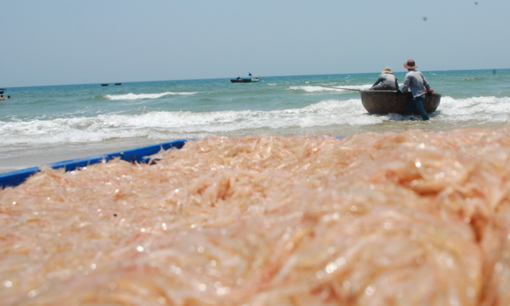 Bất ngờ trúng đậm ruốc đỏ cuối mùa, ngư dân Quảng Nam bỏ túi bạc triệu mỗi ngày