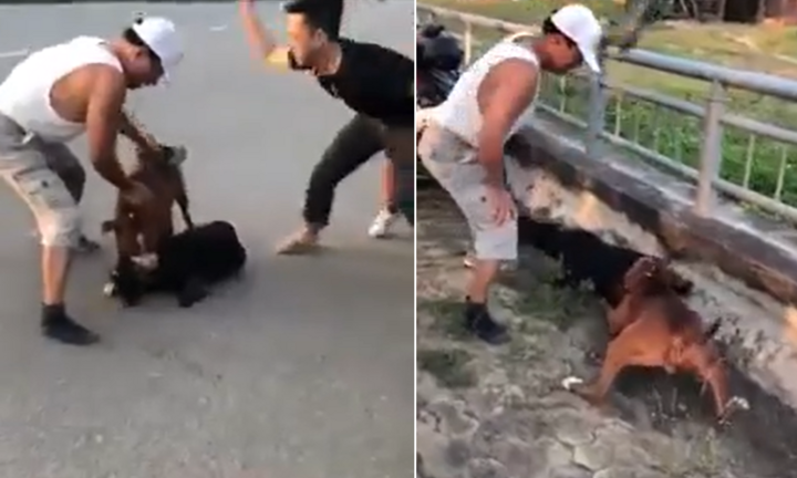 Kinh hoàng cảnh chó Pitbull hung dữ cắn chết dê trên đường phố ở Vinh