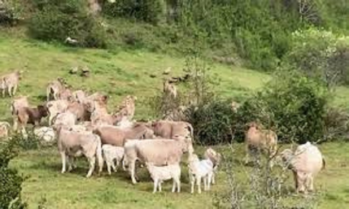 Đàn bò hợp sức đánh bại hàng chục con kền kền
