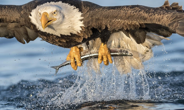 Đại bàng phi thân xuống nước với tốc độ 'tên lửa', săn mồi ngoạn mục