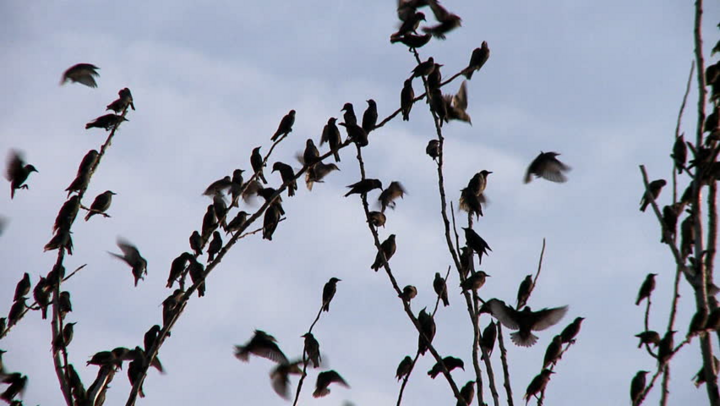 Người thợ săn bắn rơi bao nhiêu con chim?