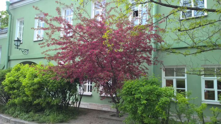 Cây đào trước Viện Hồ Chí Minh ở ĐH Saint Peterburg luôn nở rộ đúng 19/5