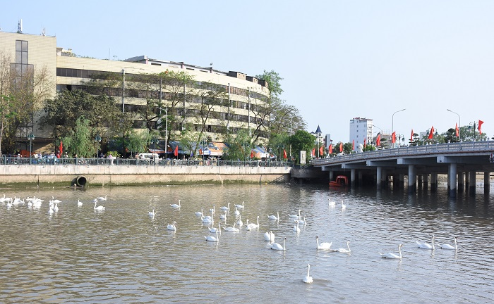 Cận cảnh 130 con thiên nga thả xuống sông Tam Bạc, Hải Phòng dịp sinh nhật Bác