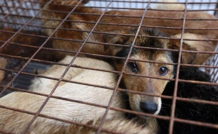 Dù không bỏ ăn thịt chó, xin hãy nghĩ đến điều này để không phạm vào nghiệp ác