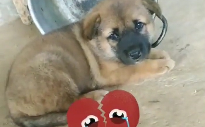 'Thui chó mẹ trước mắt chó con, ác với nó quá'