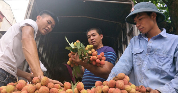 Vì sao người Trung Quốc lại 'khát' quả vải của Việt Nam?