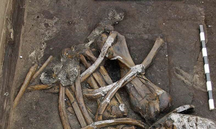 Tìm thấy bộ xương voi 300.000 năm tuổi, ngà dài gần 2,5 m