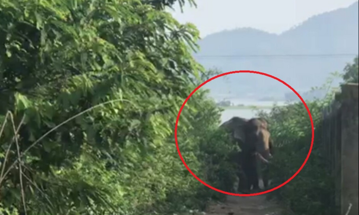 Voi dữ quật chết người ở Đắk Lắk