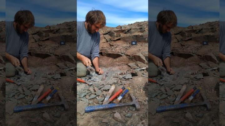 Hóa thạch 70 triệu năm tuổi của loài khủng long ăn thịt có móng vuốt gần 40 cm