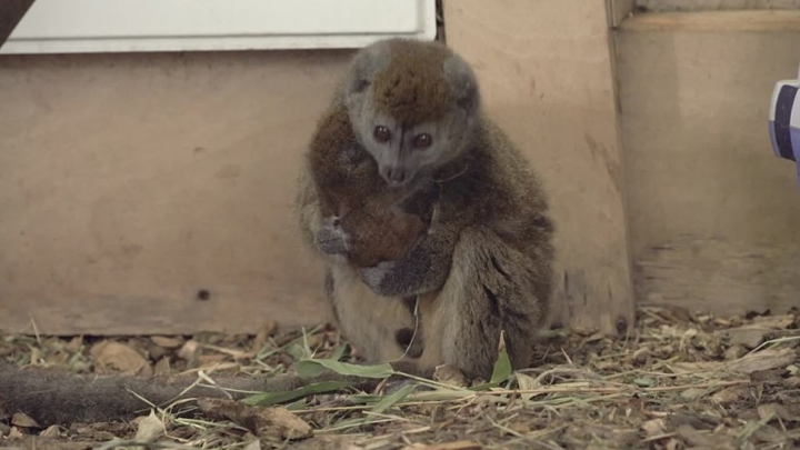 Thích thú khoảnh khắc vượn cáo mẹ bồng bế, vỗ về con non