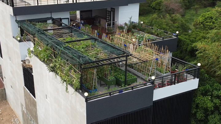 Biến sân thượng 300 m2 thành vườn rau xanh mát