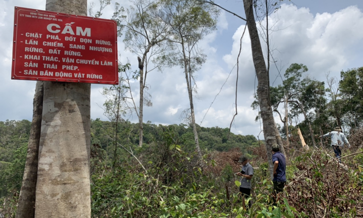 Rừng ở Đắk Nông bị 'cạo trọc'