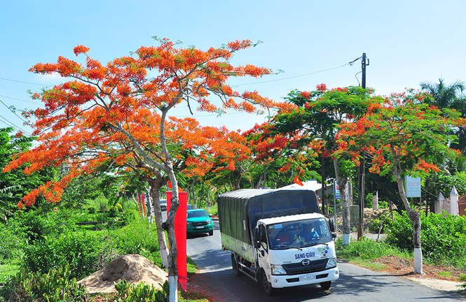 Con đường hoa phượng gần 5 km nở rộ ở Hậu Giang