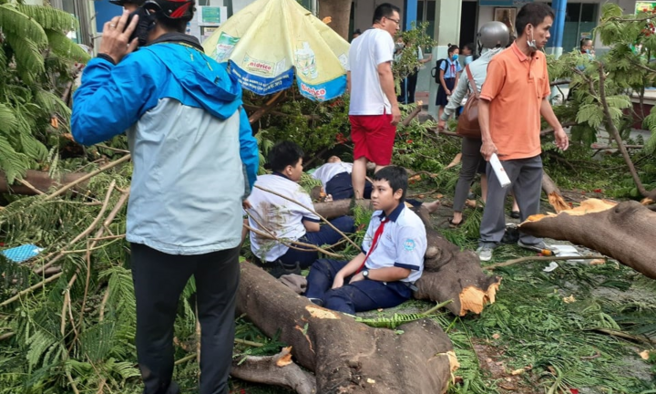 Cây phượng đổ, đè trúng nhiều học sinh: Sẽ rà soát toàn bộ cây xanh ở TP.HCM