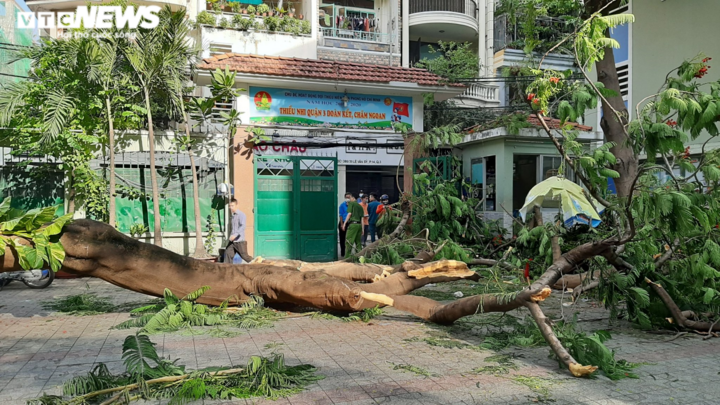 Cây phượng đổ, đè trúng học sinh: Sở GD&ĐT TP.HCM ra văn bản khẩn
