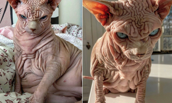 Xấu xí và trụi lông, vì sao giống mèo nhân sư hút hồn giới trẻ? 