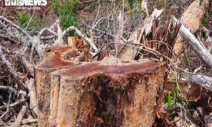 Vì sao hàng triệu mét vuông rừng ở Đắk Nông bị 'cạo trọc' ?