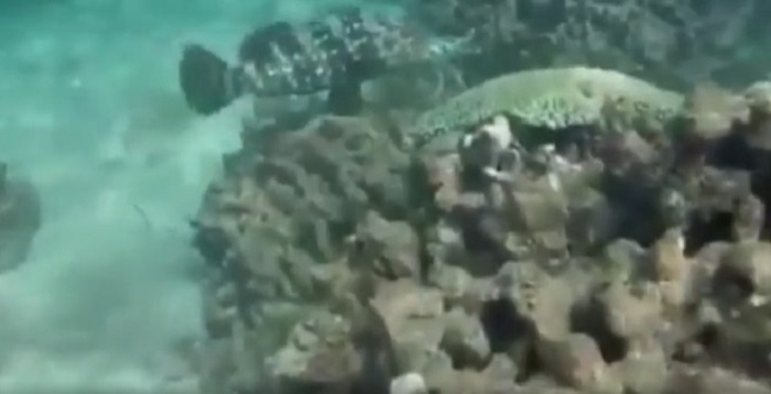 'Thủy quái' ngang nhiên cướp tôm hùm của ngư dân