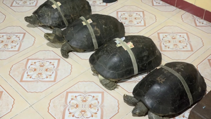 Rùa hơn 100 tuổi thích ngủ mùng, nghe kinh phật ở Đồng Tháp